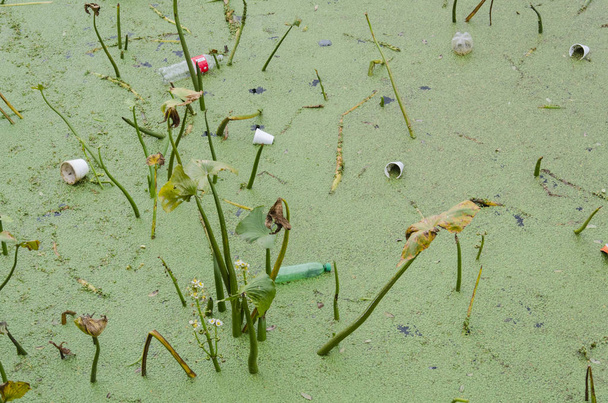 Laguna z plastikowymi butelkami i kubkami unoszącymi się na powierzchni - Zdjęcie, obraz