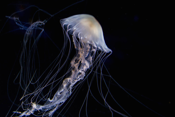aquatic jellyfish sea underwater, sea life creature - Fotoğraf, Görsel
