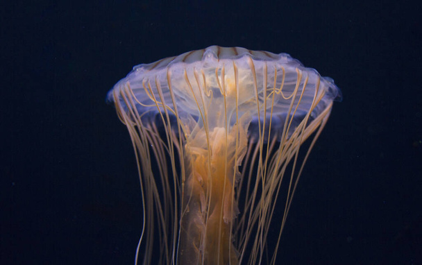 jellyfish sea underwater, sea life - Foto, Bild