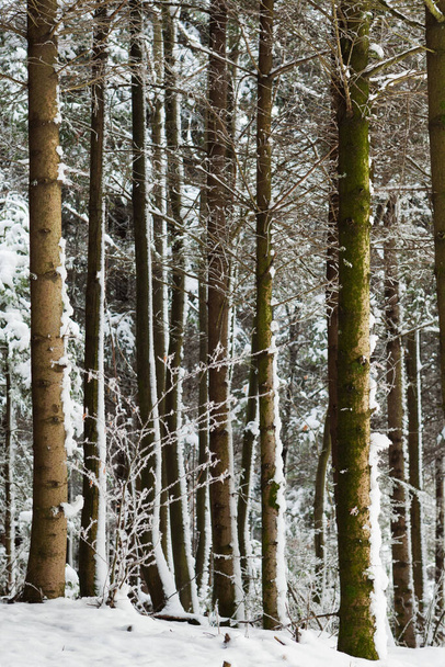 Zimowy las, drzewa pokryte śniegiem  - Zdjęcie, obraz