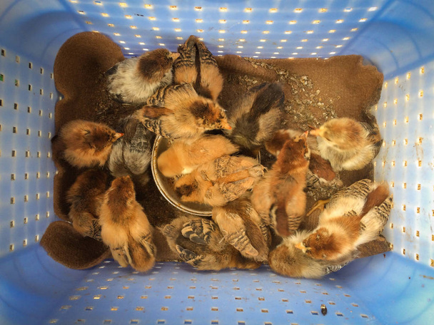 Fermer les poussins bruns dans le nid sur une ferme. Belles petites poules. Garder et nourrir les poussins dans le nid. Vue du dessus
. - Photo, image