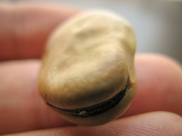 Cierre de semillas de haba en un dedo. Frijol seco véase
 - Foto, Imagen