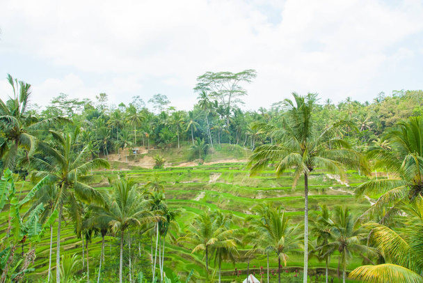 Beautiful rice terraces at Tegalalang, Ubud, Bali. - 写真・画像