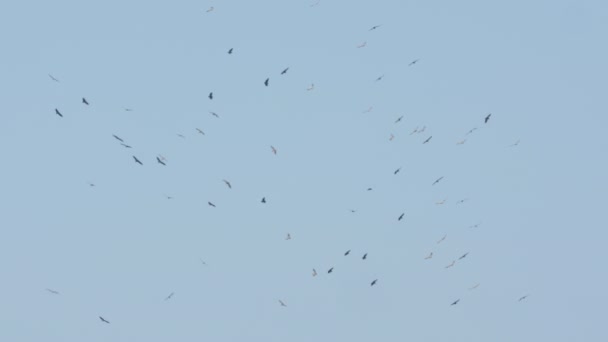 parvi Griffon korppikotkia gyps fulvus lentelee lämpö sarake Ranskan Tarn
 - Materiaali, video