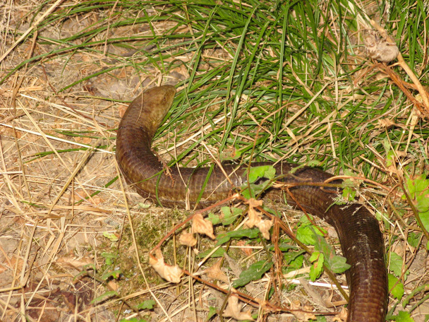 Bezpieczny brązowy wąż w północnym Iranie. Gatunek nietoksycznego węża w przyrodzie w lecie. Bliska z pełzające węże na trawie. - Zdjęcie, obraz