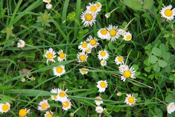Closeup of wild daisy flowers. Romantic White daisy flower at sunny summer day.  Oxeye daisy, Leucanthemum vulgare, daisies, Common daisy, Dog daisy, Moon daisy.Flower background. - Photo, Image