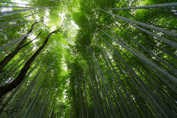 Bamboo forest at Arashiyama, Kyoto - Fotografie, Obrázek