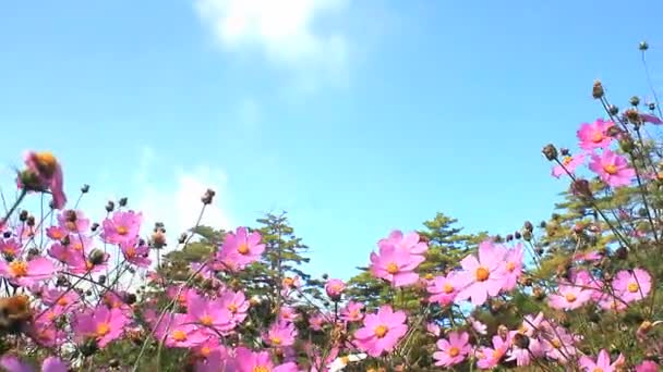 Daisy ve mavi gökyüzü - Video, Çekim