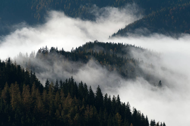 Morning fog on a forest in the Eastern Alps - Valokuva, kuva