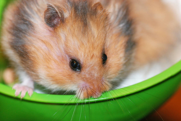 flauschige syrische Hamster Nahaufnahme Gesicht - Foto, Bild