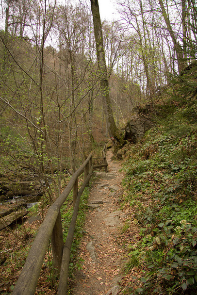 fortified hiking path in a forest in styria - Photo, image