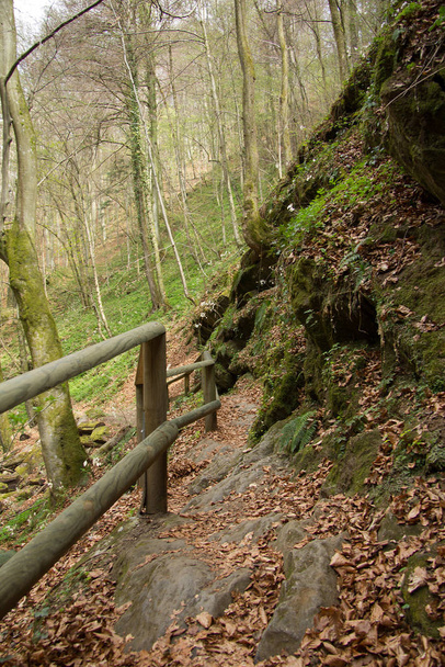 fortified hiking path in a forest in styria - Zdjęcie, obraz