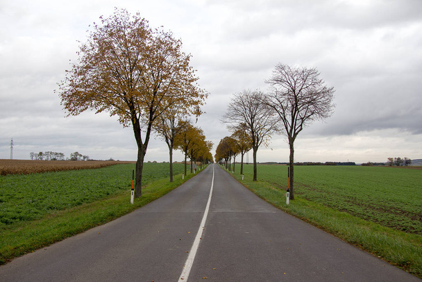 asphalt road between fields and a tree avenue in cloudy sky in burgenland - Valokuva, kuva