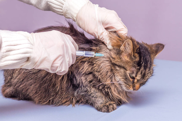Ein Tierarzt spritzt einer kranken Katze eine Spritze. Tierpflege _ - Foto, Bild