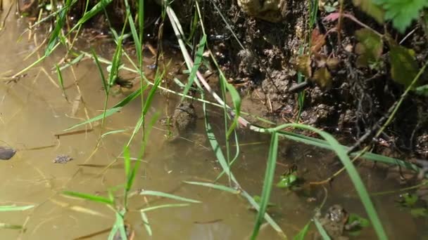 Žluté břišní ropuchy se opalují v jezírku s vegetací zeleným lesem - Záběry, video