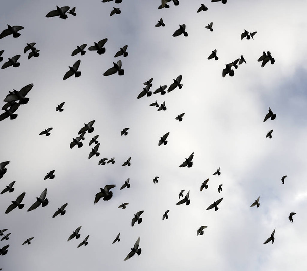 Galambok sziluettjei az égen - Fotó, kép