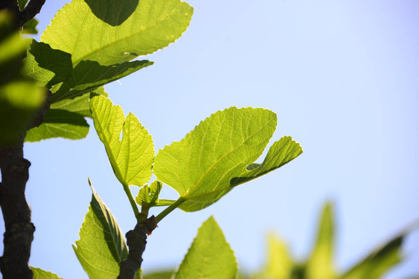 fig tree, green leaves of fruit tree - Foto, imagen