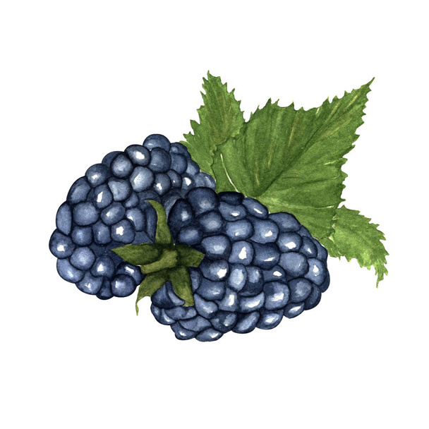 watercolor illustration. hand painted. two blackberries with leaves on a white background. - Фото, зображення
