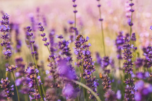 lavender angustifolia field - Foto, afbeelding