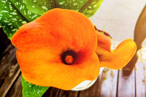 Strauß orangefarbener Calla-Lilien im Garten. - Foto, Bild