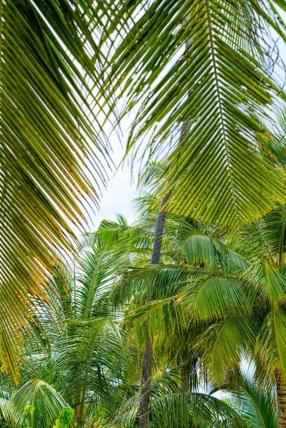 Beach summer vacation holidays background with coconut palm tree - Foto, Imagen