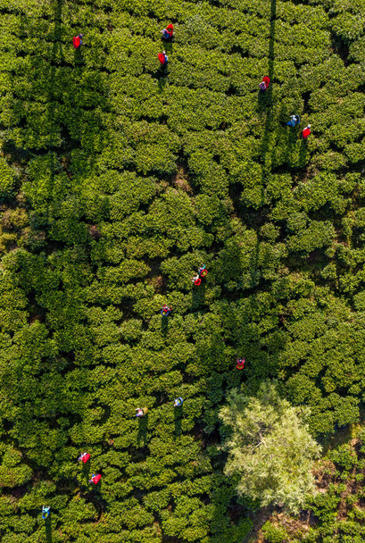 Aerial view of a plantation and people picking tea on the island of Sri Lanka - Photo, Image