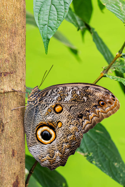 Lesní obří sova - Caligo eurilochus, ikonický krásný velký motýl z jihoamerických lesů, Mexiko. - Fotografie, Obrázek