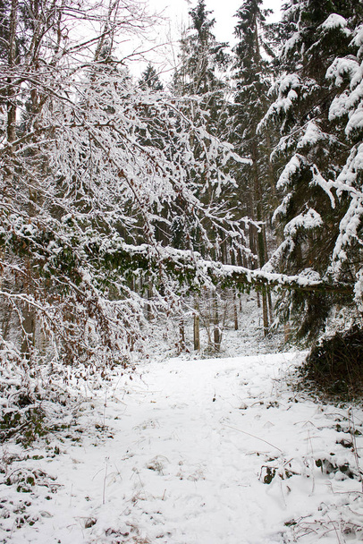 Hiking trail in winter covered with snow in a forest nature reserve in Styria - Foto, Imagen