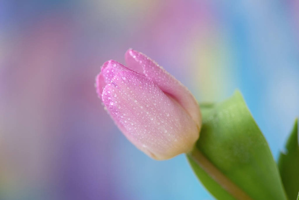rosa Frühling Tulpenblüte - Foto, Bild