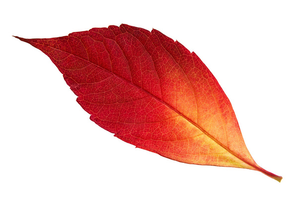 Autumn leaf - Photo, Image