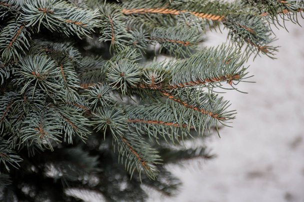 Зеленая елка с веткой снега - Фото, изображение