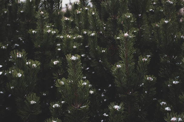 ramo de abeto verde com neve - Foto, Imagem