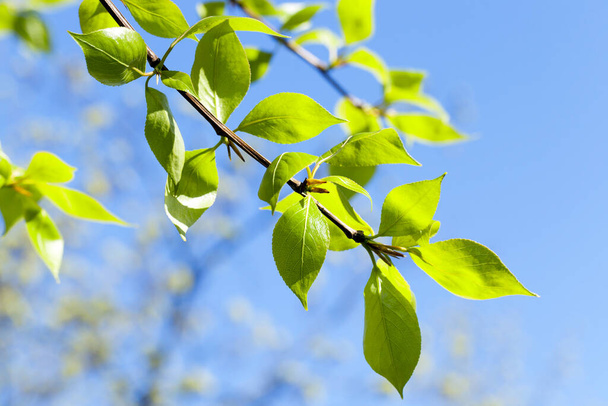 photographed close-up of green lime tree leaves in the spring time of the year, a small depth of field - Фото, изображение