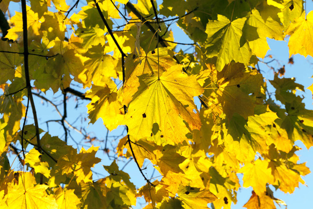 maple tree leaves, foliage - 写真・画像