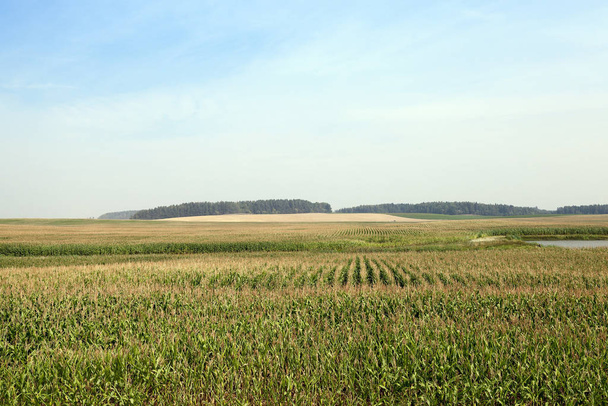 Agricultural field on which grow green immature corn. in the background the blue sky and the forest - Fotó, kép
