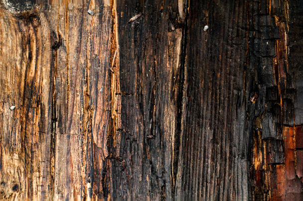 old rotting wood,texture,nature,material - Фото, изображение