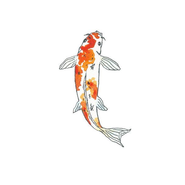 Koi balığı. El çizimi çizimi. Beyaz arka planda siyah bir taslak. Suluboya çizimi - Fotoğraf, Görsel