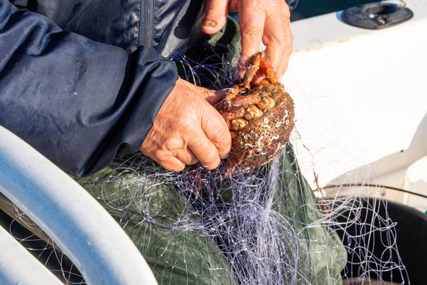Рыбак вытаскивает краба-паука из сети
 - Фото, изображение