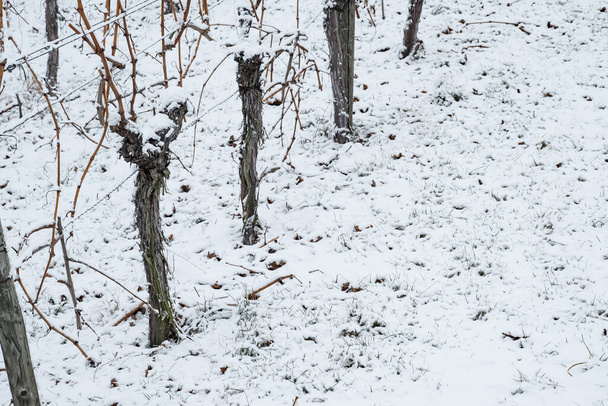 gnarled vines in the snow of winter with copy space - Фото, изображение