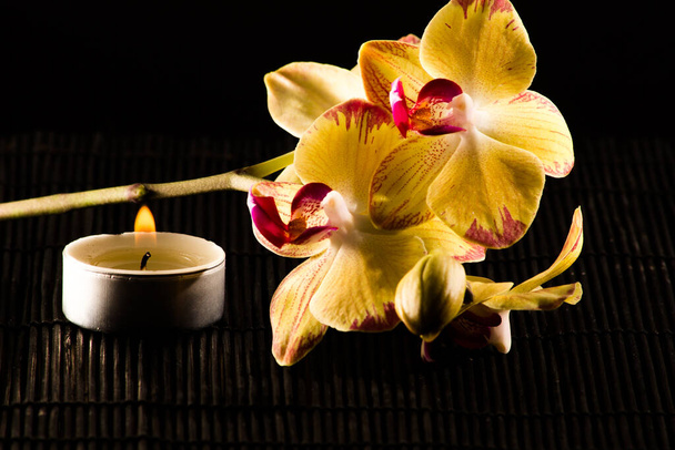 floral botany, orchid flower - Fotó, kép