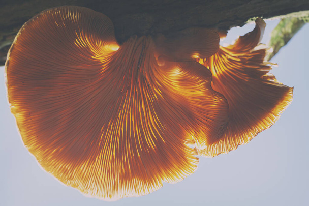 picking up the slices of a mushroom - mushroom base - macro shot - Foto, Imagen