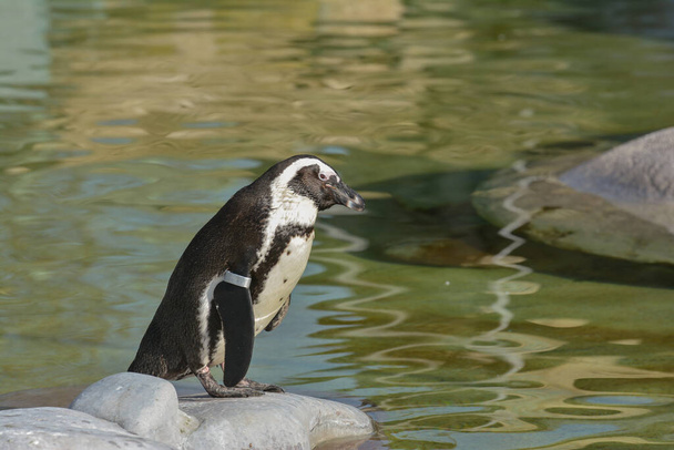 scenic view of cute penguin birds at nature - Zdjęcie, obraz