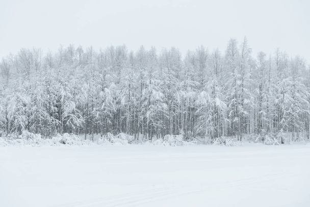 The ice lake and forest has covered with heavy snow and bad weat - Фото, изображение