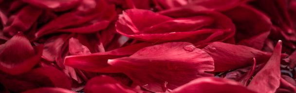 Абстрактный цветочный праздник фон искусства, красный цветущий цветок Пета
 - Фото, изображение