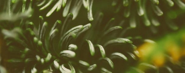 Evergreen kuuset luonnon taide tausta, vihreä mänty teksti
 - Valokuva, kuva