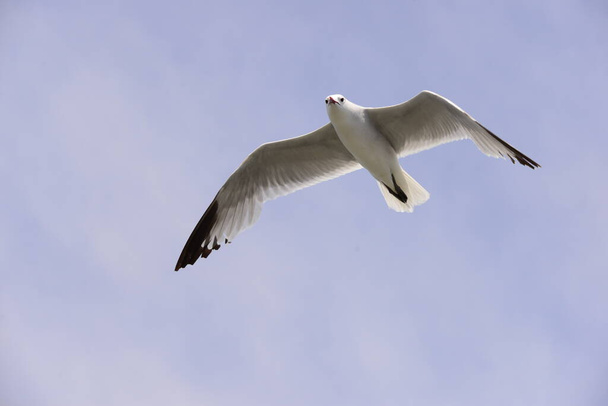flying seagulls on the mediterranean sea - spain - Foto, Imagem
