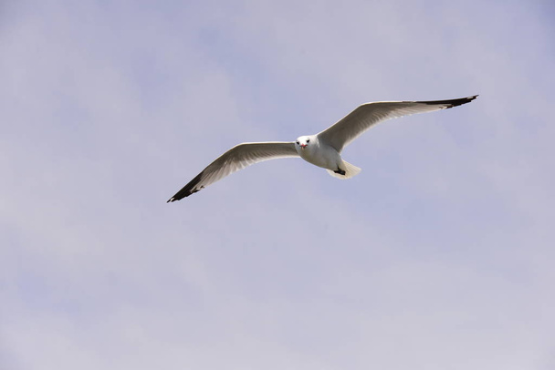 flying seagulls on the mediterranean sea - spain - Valokuva, kuva