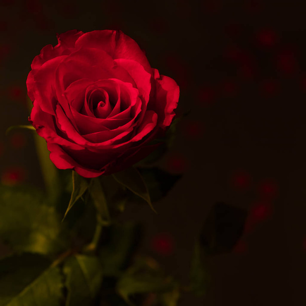 rose flower petals, flora beauty - Фото, зображення