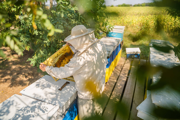 Pszczelarz w pracy przy drewnianych uli pszczół. Koncepcja pszczelarstwa. - Zdjęcie, obraz
