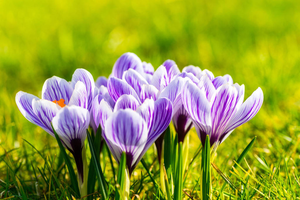 crocuses, blooming flowers in nature, spring flora - Photo, Image